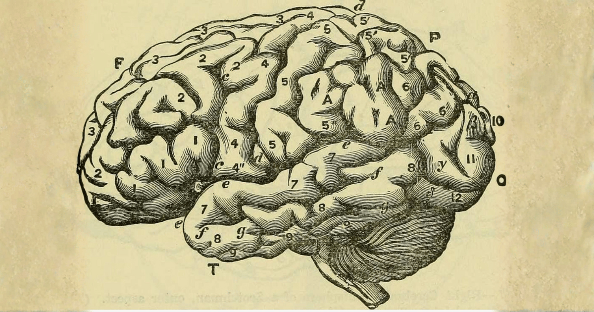 La salute cerebrale dopo i 50 anni