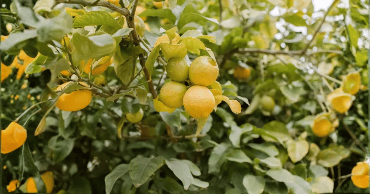 albero di limoni